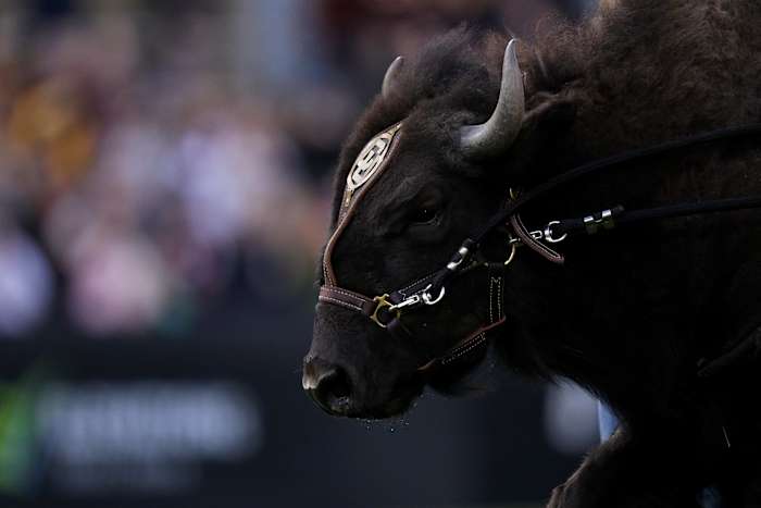 Colorado Buffaloes mascot Ralphie is run onto Folsom Field before the game against the Arizona State Sun Devils